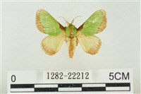 藏品(素木綠刺蛾)的圖片