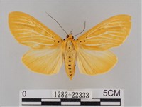 藏品(橙擬燈蛾)的圖片