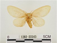 藏品(榕透翅毒蛾)的圖片