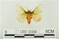 藏品(素木綠刺蛾)的圖片