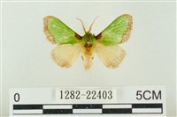 藏品(素木綠刺蛾)的圖片