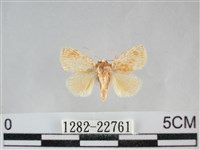 藏品(褐點仿眉刺蛾)的圖片