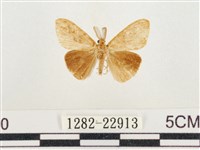 藏品(小白紋毒蛾)的圖片