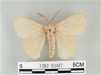 藏品(青枯葉蛾)的圖片