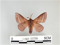 藏品(川邊氏枯葉蛾)的圖片