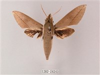 藏品(藏斜紋天蛾)的圖片