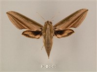 藏品(棕綠背線天蛾)的圖片