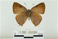 藏品(霓彩燕灰蝶)的圖片