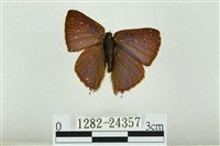 藏品(霓彩燕灰蝶)的圖片