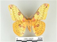 藏品(黃豹天蠶蛾)的圖片