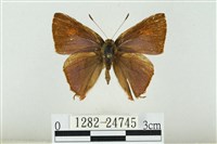 藏品(霓彩燕灰蝶)的圖片