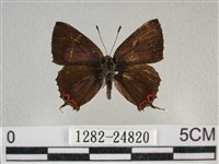 藏品(紫日灰蝶)的圖片