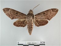 藏品(霜天蛾)的圖片