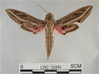 藏品(銀條斜線天蛾)的圖片