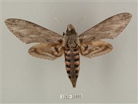 藏品(蝦殼天蛾)的圖片