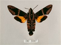 藏品(背帶長喙天蛾)的圖片