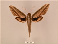 藏品(棕綠背線天蛾)的圖片