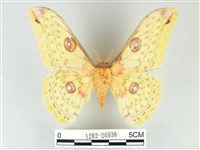 藏品(黃豹天蠶蛾)的圖片