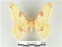 藏品(黃豹天蠶蛾)的圖片