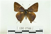 藏品(高砂燕灰蝶)的圖片