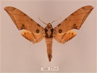 藏品(裂斑鷹翅天蛾)的圖片