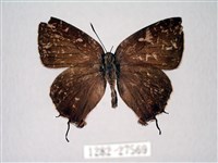 藏品(臺灣洒灰蝶)的圖片