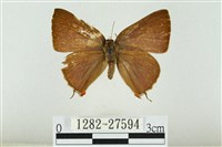 藏品(霓彩燕灰蝶)的圖片