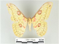 藏品(黃豹天蠶蛾)的圖片