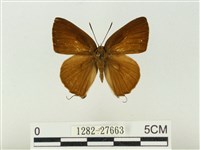 藏品(玳灰蝶)的圖片