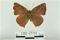 藏品(霓彩燕灰蝶)的圖片