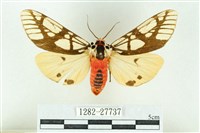 藏品(乳白斑燈蛾)的圖片