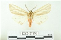 藏品(赭新污燈蛾)的圖片