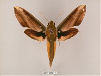 藏品(綠背斜紋天蛾)的圖片