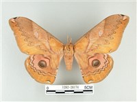 藏品(雙黑目天蠶蛾)的圖片