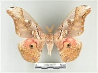 藏品(大綠目天蠶蛾)的圖片