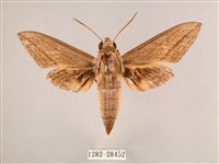 藏品(背帶斜紋天蛾)的圖片