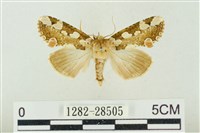 藏品(連珠波紋蛾)的圖片