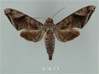 藏品(全緣缺角天蛾)的圖片