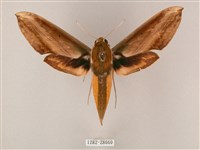 藏品(綠背斜紋天蛾)的圖片