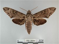 藏品(霜天蛾)的圖片