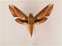 藏品(綠背斜紋天蛾)的圖片