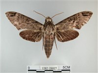 藏品(霜天蛾)的圖片