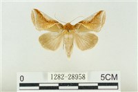 藏品(印華波紋蛾)的圖片