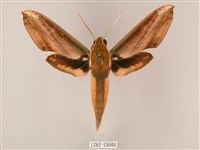 藏品(綠背斜紋天蛾)的圖片