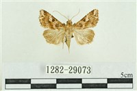 藏品(弧角散紋夜蛾)的圖片