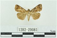 藏品(粉紅帶散紋夜蛾)的圖片