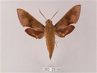 藏品(臺灣白肩天蛾)的圖片