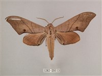 藏品(直翅六點天蛾)的圖片