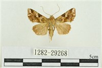 藏品(弧角散紋夜蛾)的圖片