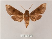 藏品(蒙古白肩天蛾)的圖片